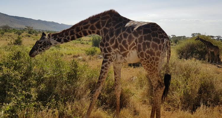 Giraffe grast in einer grasigen Savanne unter einem klaren Himmel.