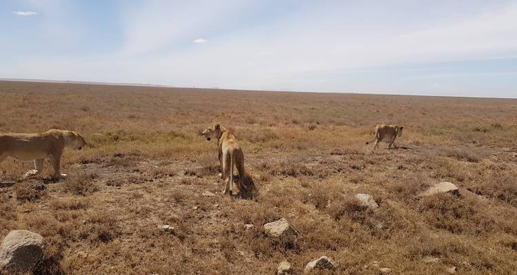 Löwen, die durch eine offene Savannenlandschaft wandeln.