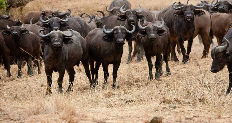 Explorador de África oriental - alojamiento - 24 días - On The Go Tours 5