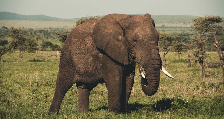 La grande migration - safari de luxe en Tanzanie | retour en avion du Serengeti - Kilimanjaro Trekking Mate 6