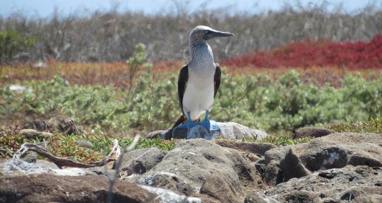Galápagos de isla en isla 6 días - Cami Adventures 2