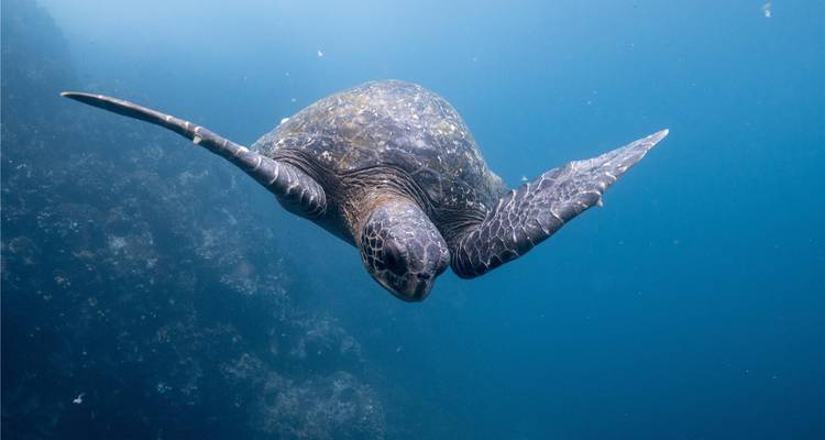 Aventura de buceo en la isla Santa Cruz 7D/6N - Bamba Travel 3