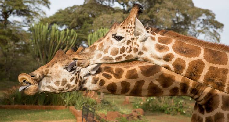 Experiencia de lujo de 15 días en Kenia - Samson's Safaris 4