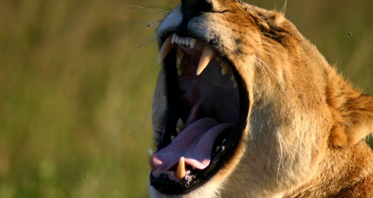 Experiencia de lujo de 15 días en Kenia - Samson's Safaris 6