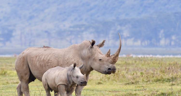 Experiencia de lujo de 15 días en Kenia - Samson's Safaris 7