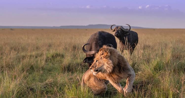 Experiencia de lujo de 15 días en Kenia - Samson's Safaris 10