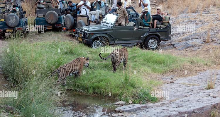 Adventures Ranthambore Wildlife Safari Tour From Delhi with Safari Rides - Fragrance of Taj 4