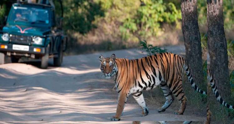 Adventures Ranthambore Wildlife Safari Tour From Delhi with Safari Rides - Fragrance of Taj 6
