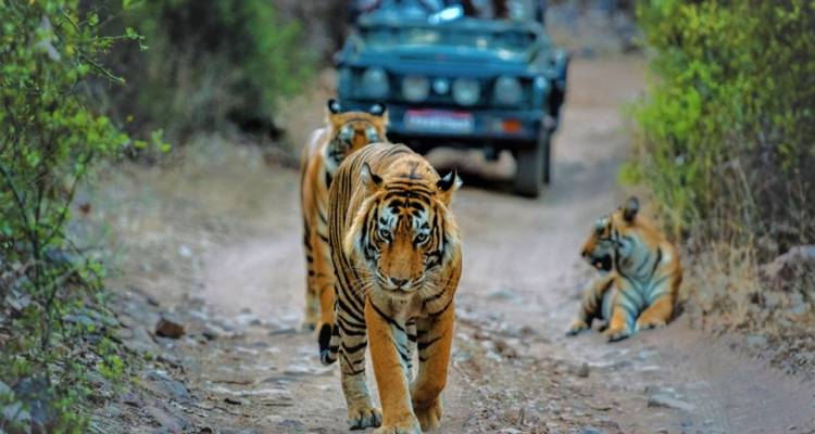 Adventures Ranthambore Wildlife Safari Tour From Delhi with Safari Rides - Fragrance of Taj 3