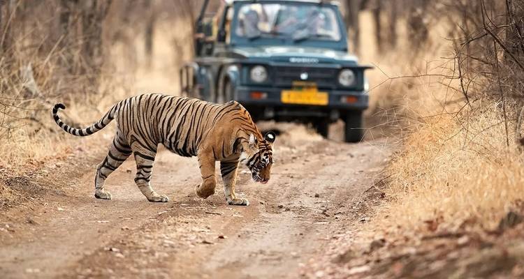 Adventures Ranthambore Wildlife Safari Tour From Delhi with Safari Rides - Fragrance of Taj 9