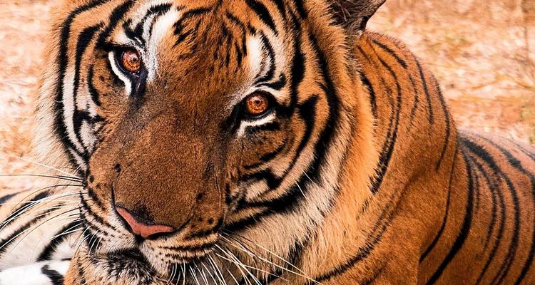 Adventures Ranthambore Wildlife Safari Tour From Delhi with Safari Rides - Fragrance of Taj 10