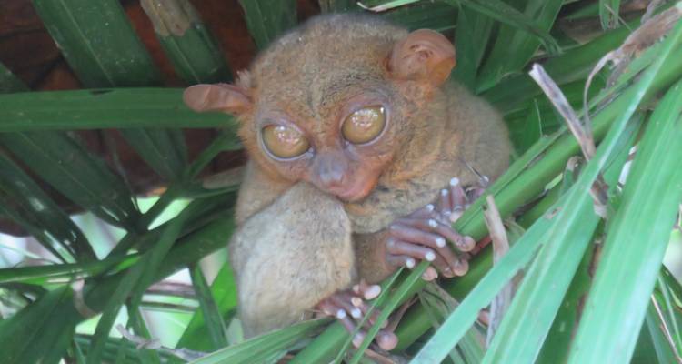 Bohol Insider - Une aventure de 2 jours - Abraham Tours Philippines 7