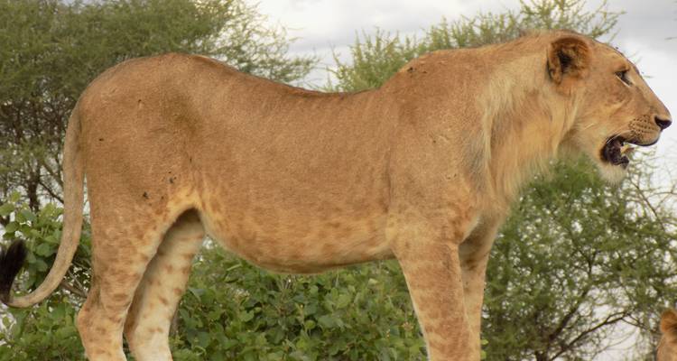 6 Days (Ndutu Migration) - Tarangire, Ndutu, Serengeti and Ngorongoro Crater - Lappet Faced Safaris 1