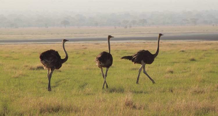 6 Days (Ndutu Migration) - Tarangire, Ndutu, Serengeti and Ngorongoro Crater - Lappet Faced Safaris 2