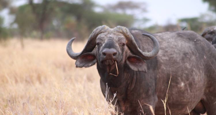 6 Days (Ndutu Migration) - Tarangire, Ndutu, Serengeti and Ngorongoro Crater - Lappet Faced Safaris 3