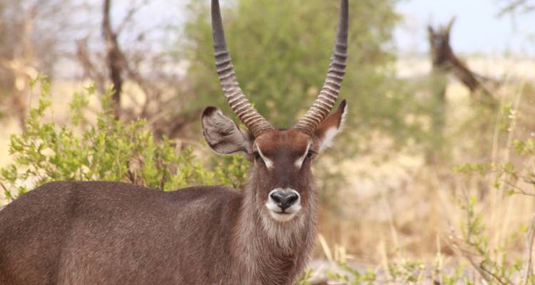6 Days (Ndutu Migration) - Tarangire, Ndutu, Serengeti and Ngorongoro Crater - Lappet Faced Safaris 4