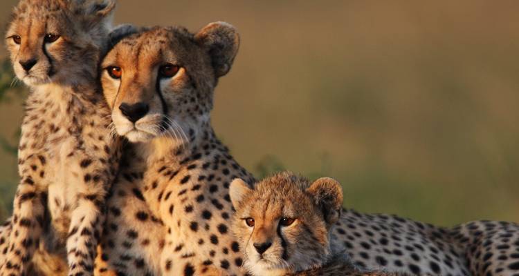 Gepard mit Jungtieren ruht im Grasland.