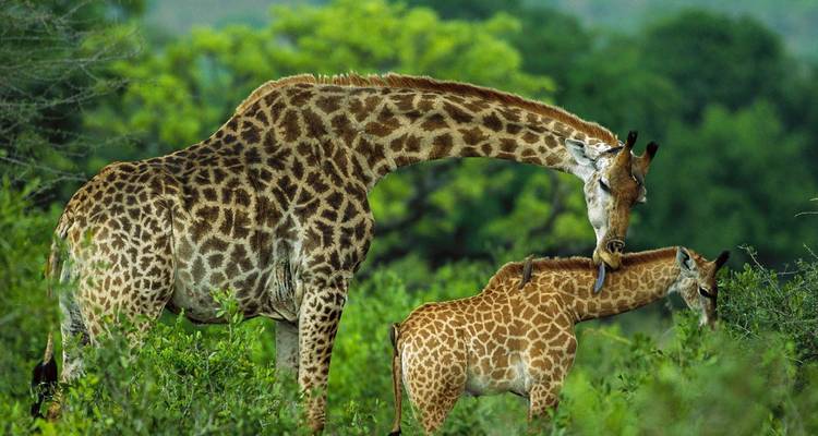 Giraffe mit ihrem Nachwuchs in einer üppig grünen Landschaft.