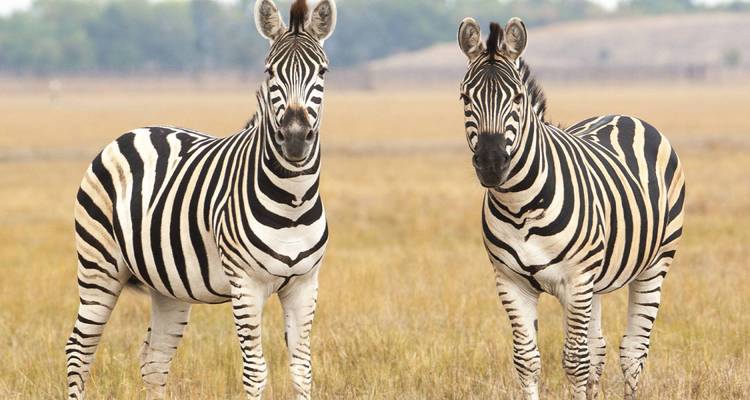 Afrique du Sud, Eswatini et Lesotho - 20 jours - On The Go Tours 4