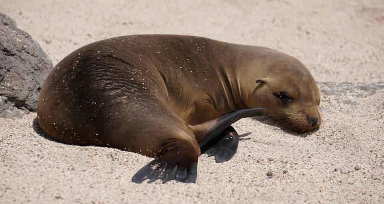 Quito and Galapagos Wildlife Adventure 8 Days / 7 Nights - Cami Adventures 3