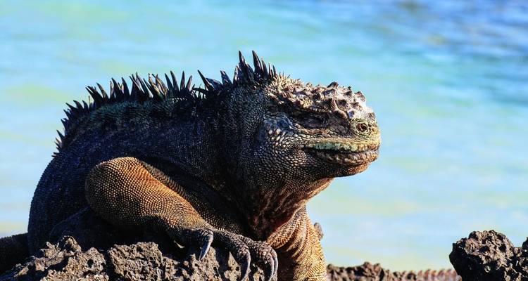 Quito and Galapagos Wildlife Adventure 8 Days / 7 Nights - Cami Adventures 4