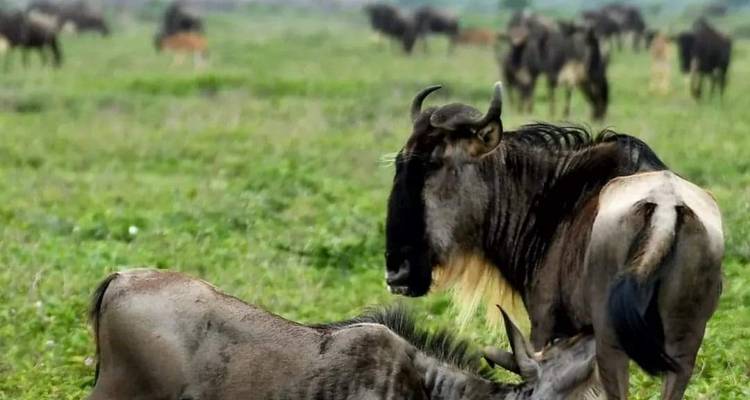 5 días - Serengeti y cráter del Ngorongoro - Lappet Faced Safaris 1