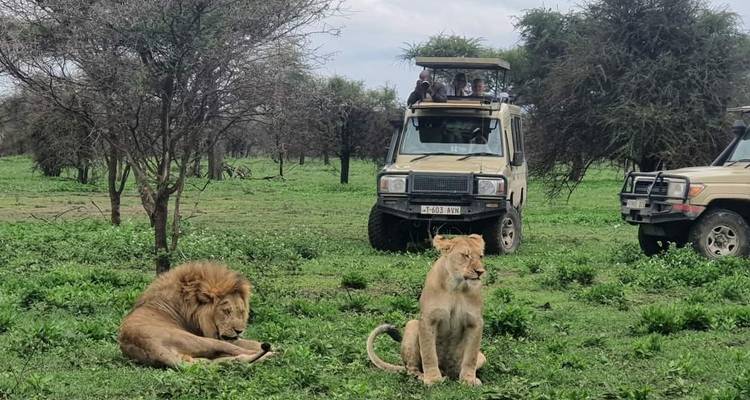 5 días - Serengeti y cráter del Ngorongoro - Lappet Faced Safaris 4