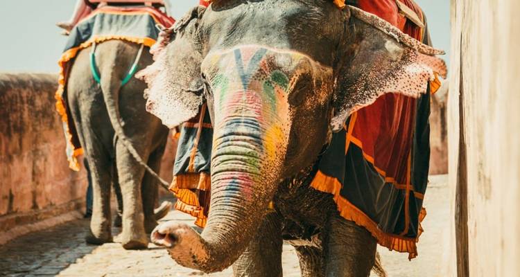 ¡¡¡Súper servidor del triángulo de oro - circuito con Jodhpur y Udaipur!!! -  Taj Voyages Tours  4