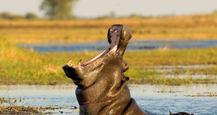 Hippopotame ouvrant grand sa gueule dans une rivière.
