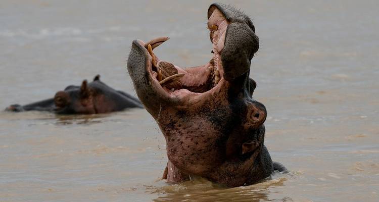 Des hippopotames qui se détendent dans une rivière boueuse.