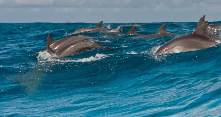 Découvrez le Zanzibar magique ; les plages de Nungwi - Zote Tours 9