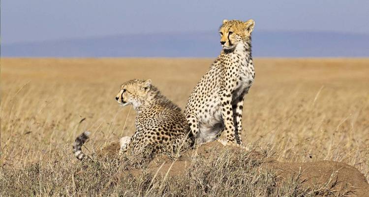 6 jours : Les grands félins du Tarangire, du Serengeti et du cratère du Ngorongoro en exclusivité - Seven Wonders Safaris 3