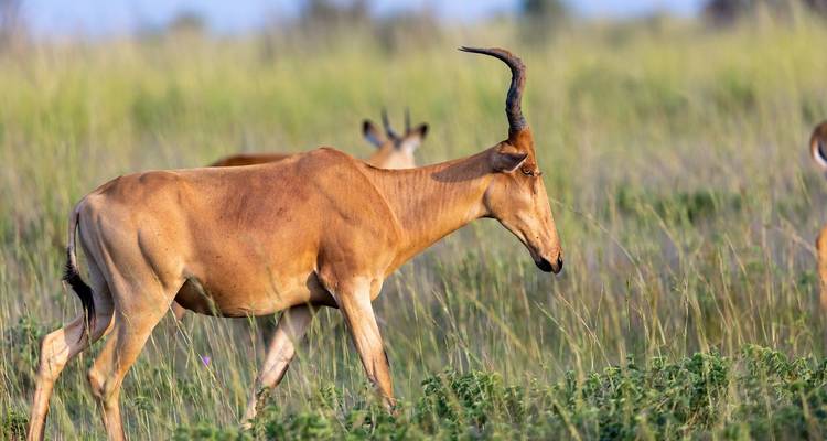 6 jours : Les grands félins du Tarangire, du Serengeti et du cratère du Ngorongoro en exclusivité - Seven Wonders Safaris 4