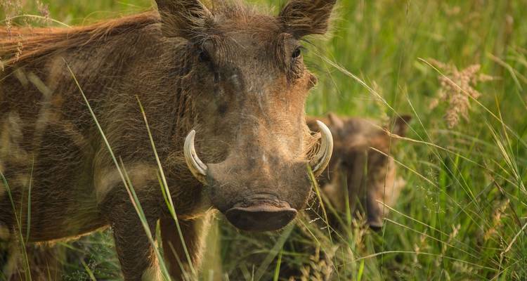 6 jours : Les grands félins du Tarangire, du Serengeti et du cratère du Ngorongoro en exclusivité - Seven Wonders Safaris 2