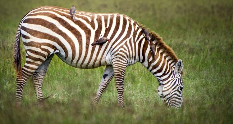 6 jours : Les grands félins du Tarangire, du Serengeti et du cratère du Ngorongoro en exclusivité - Seven Wonders Safaris 6