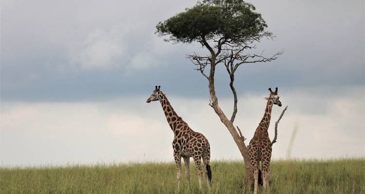 6 jours : Les grands félins du Tarangire, du Serengeti et du cratère du Ngorongoro en exclusivité - Seven Wonders Safaris 7