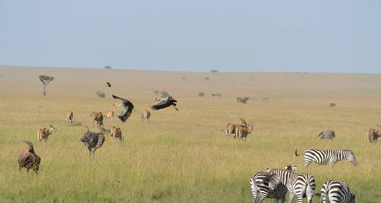 6 jours : Les grands félins du Tarangire, du Serengeti et du cratère du Ngorongoro en exclusivité - Seven Wonders Safaris 8