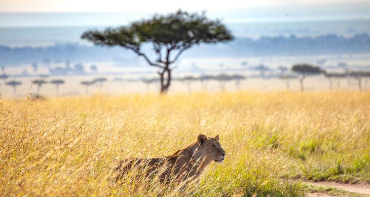 6 jours : Les grands félins du Tarangire, du Serengeti et du cratère du Ngorongoro en exclusivité - Seven Wonders Safaris 10