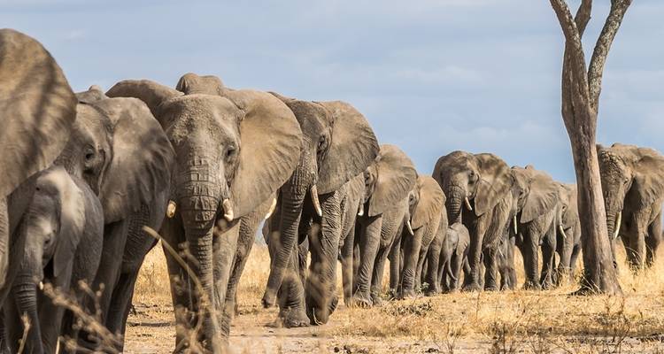 Kudde olifanten die op een rij lopen over een stoffig landschap.