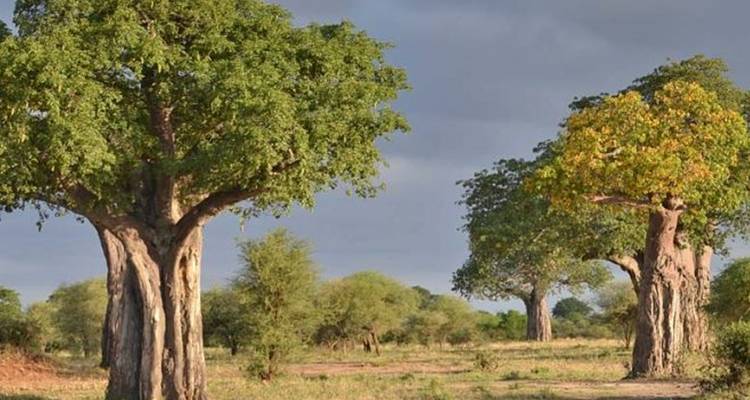 Twee grote baobabbomen in een grasrijke savanne.