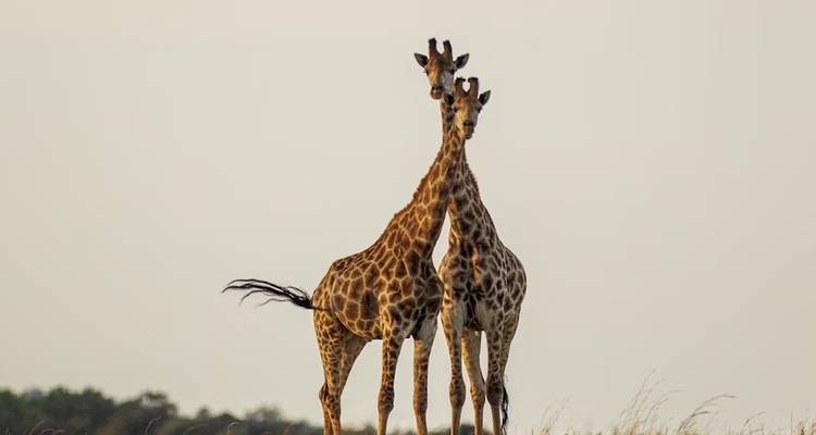Twee giraffen die dicht bij elkaar staan in de savanne.