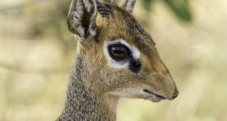 Een close-up van een jonge antilope met grote donkere ogen.