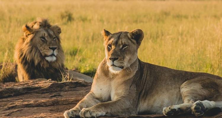 Een mannelijke en vrouwelijke leeuw die luieren in het gras.
