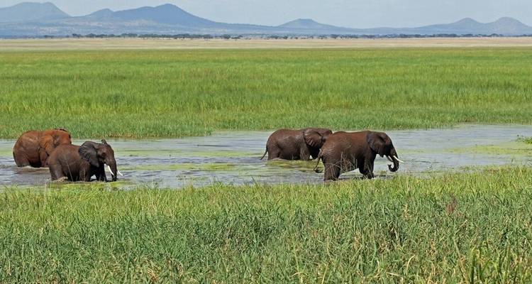 Olifanten wadend door water in een wijd landschap met bergen.