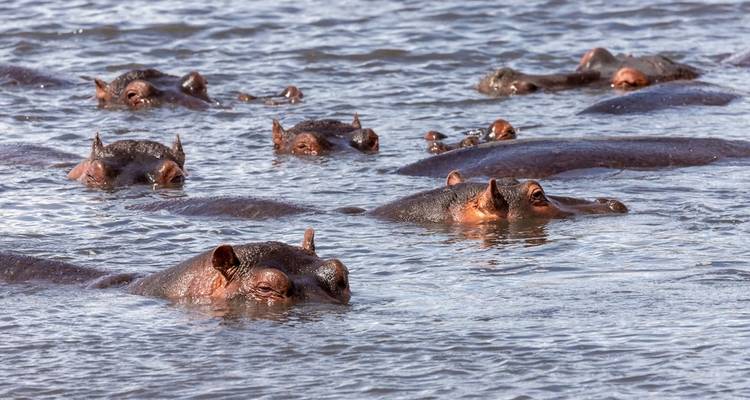 "Talrijke nijlpaarden ondergedompeld in een waterlichaam."