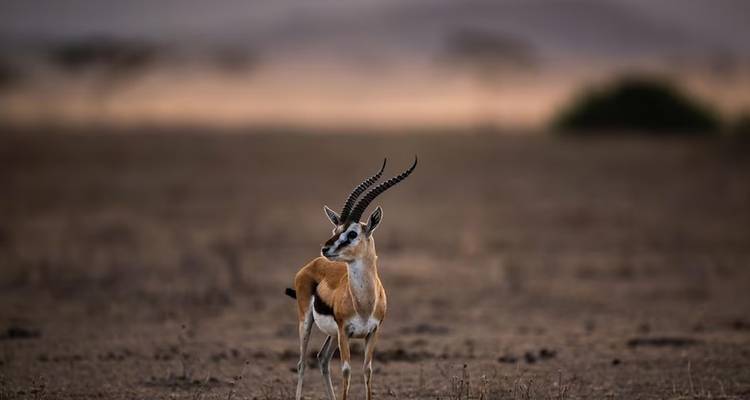 Een gazelle die staat in een uitgestrekt, open landschap met warm licht.