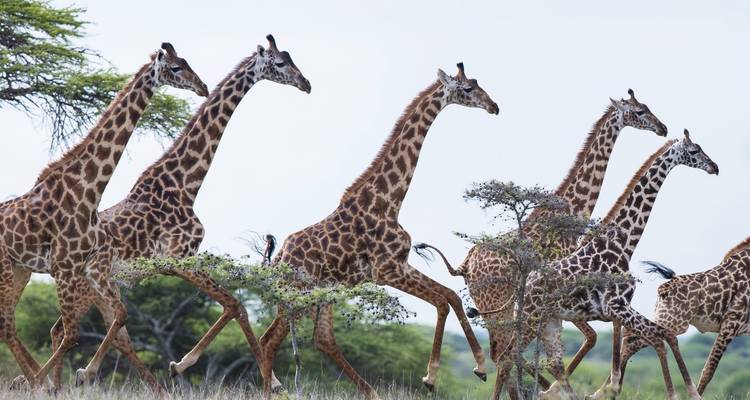 Safari económico clásico de 7 días de Bush a la playa - Gracepatt Ecotours Kenya 2
