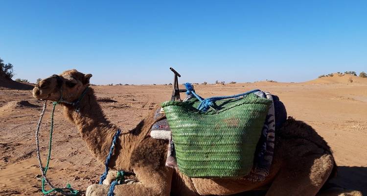 8 jours de Trek chamelière dans le désert du Maroc - Trek Desert Maroc  1