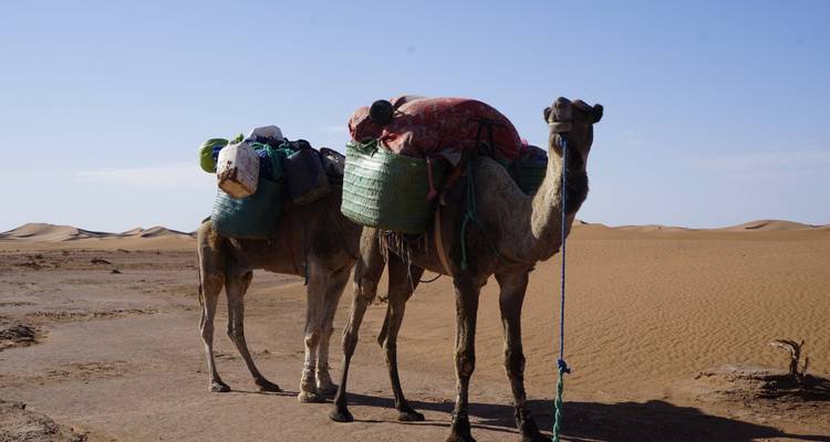 Dos camellos cargados de mercancías parados en el desierto.