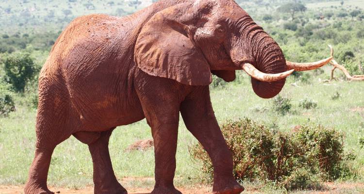 4-Day Midrange Amboseli/Tsavo West/Tsavo East Safari - Gracepatt Ecotours Kenya 6